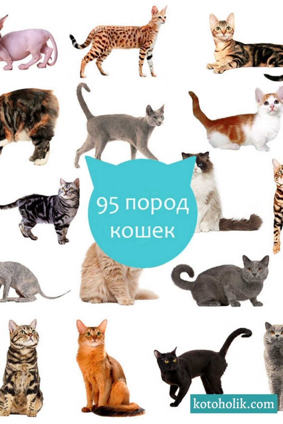 Название породистых кошек