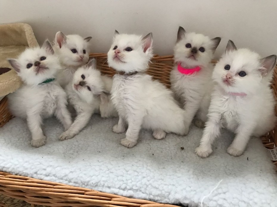 Разные породистые котята