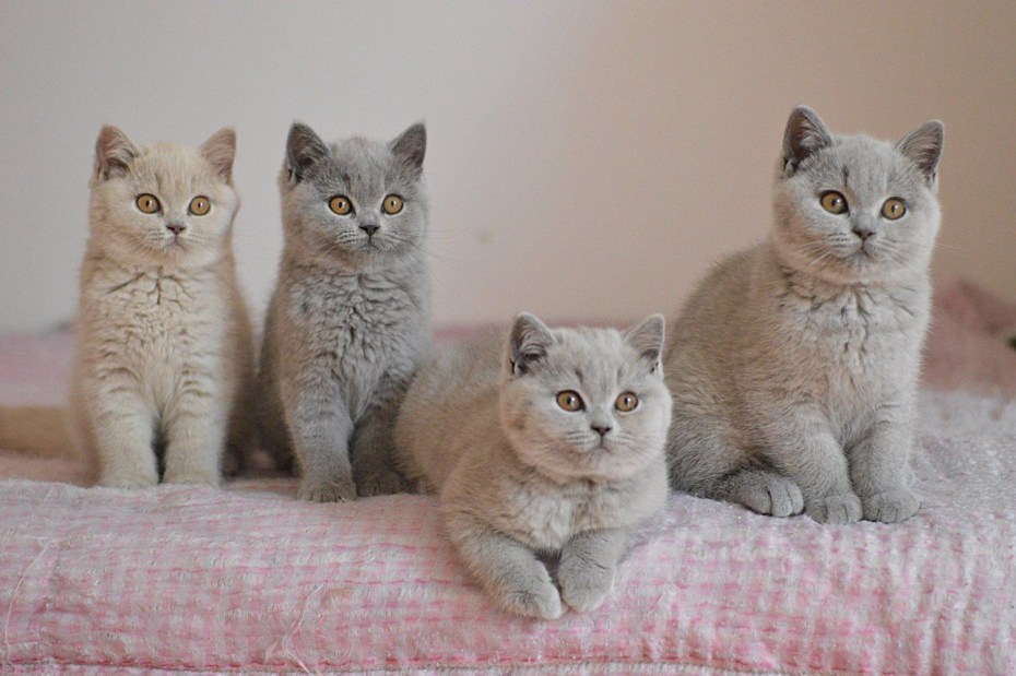 Котята по породам