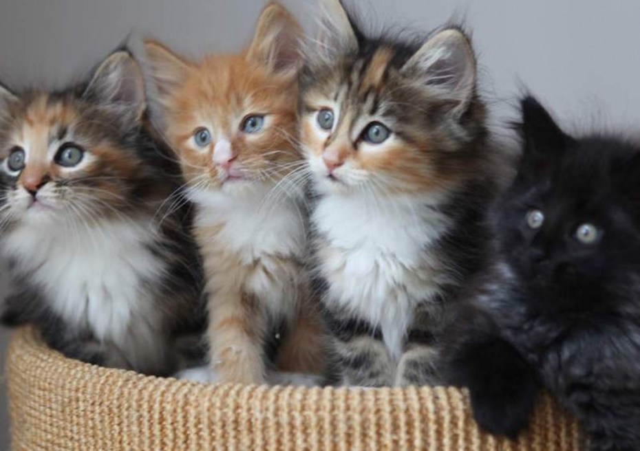 Котята разных расцветок
