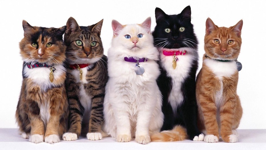 Пять котят