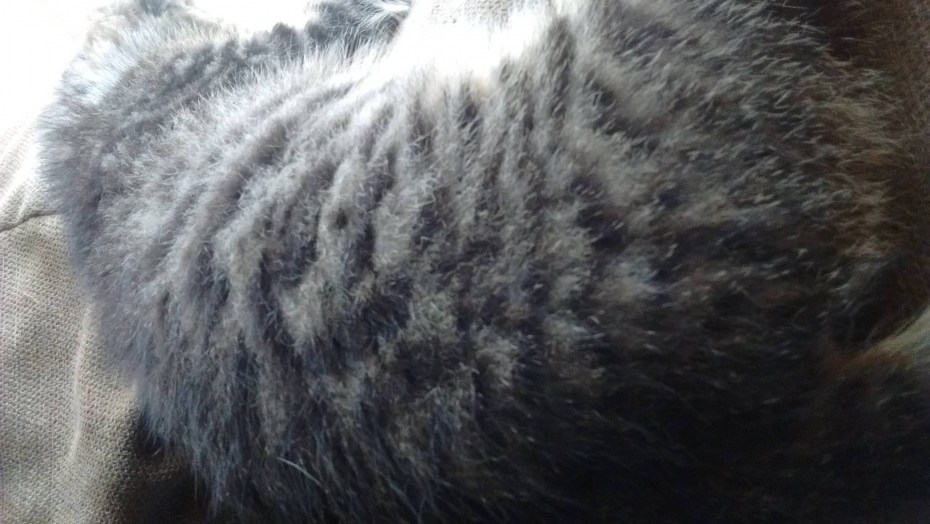 Средняя шерсть у кошки