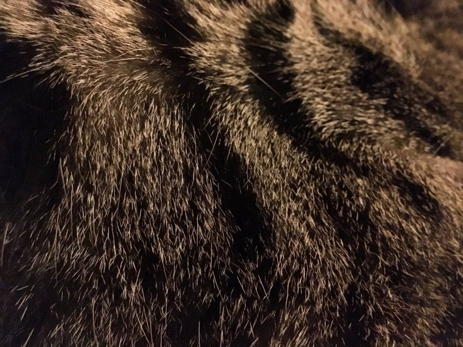 Кошачья шерсть текстура