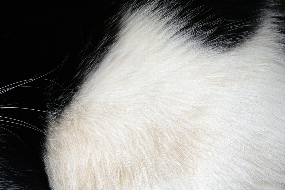 Кошачья шерсть PNG