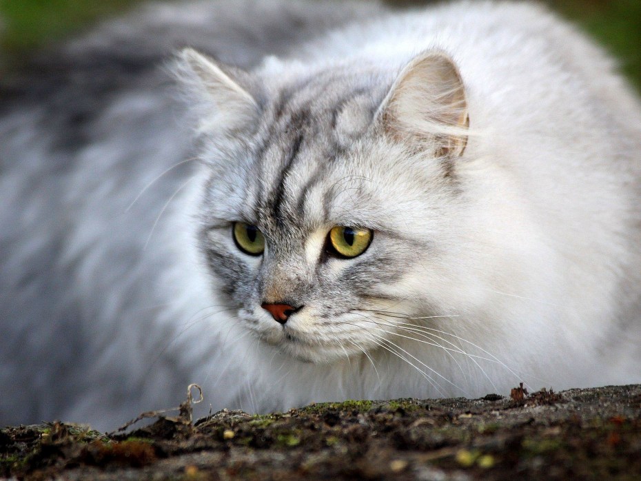 Светло серые коты