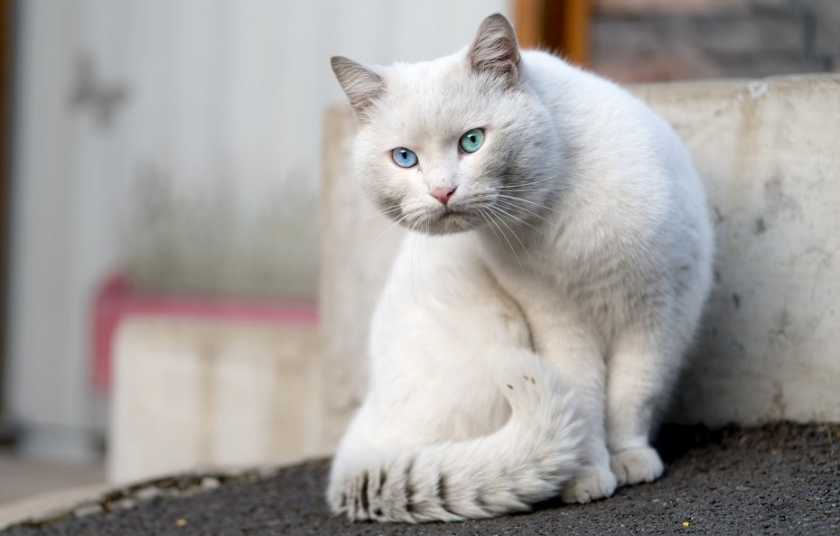 Серо белый кот