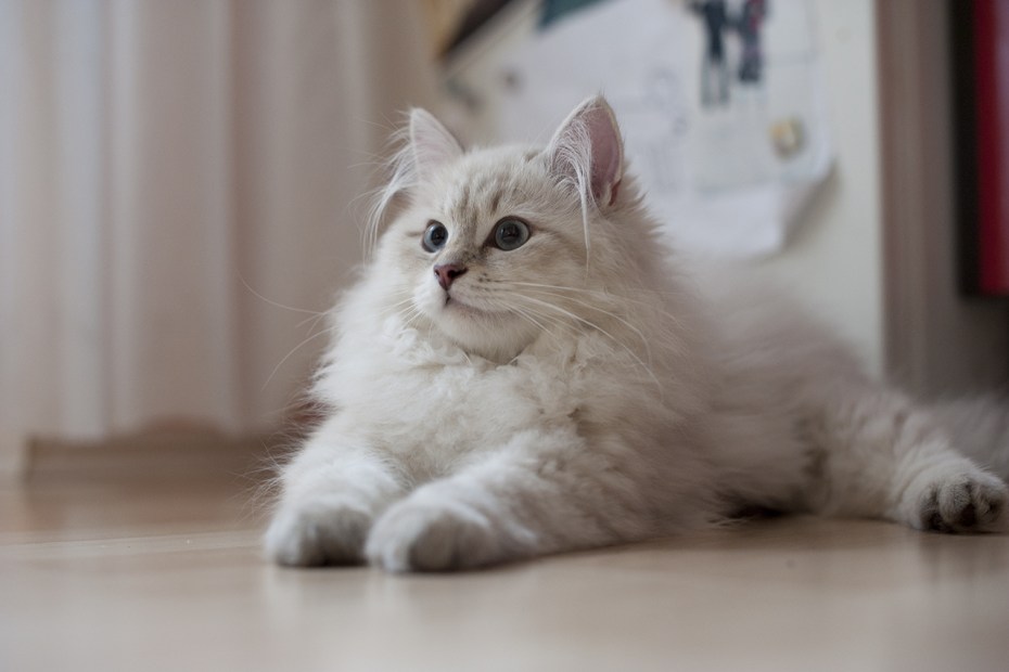 Сибирская кошка белая