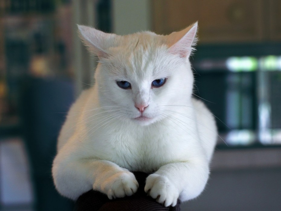 Белый кот