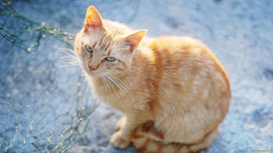 Рыжий кот