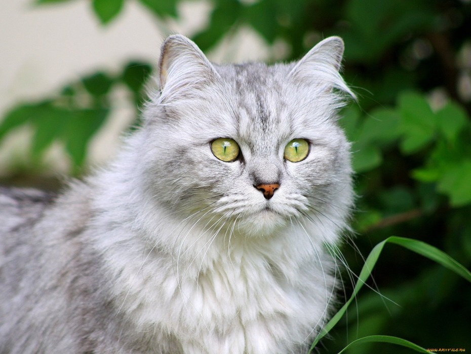 Светло серая кошка
