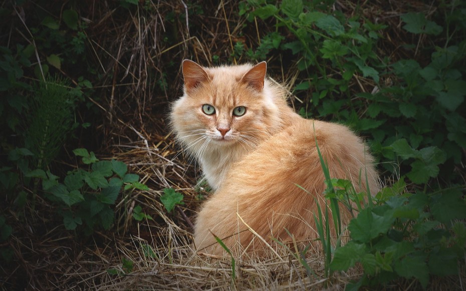 Норвежская Лесная кошка рыжая
