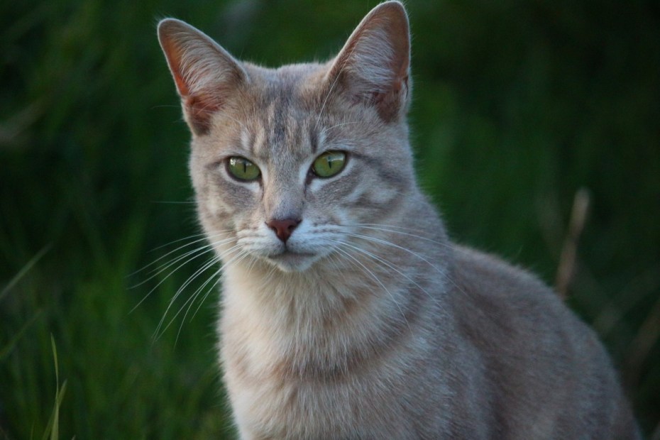 Кошка серая