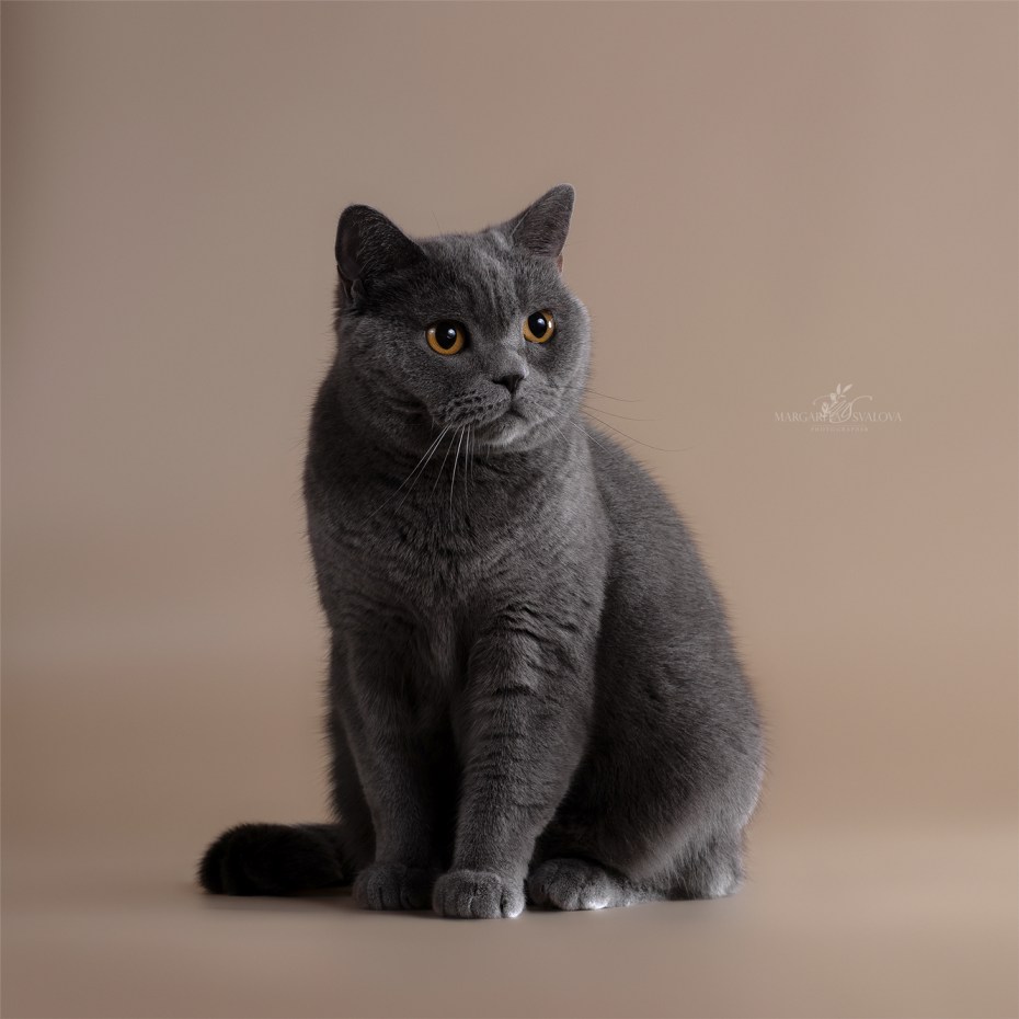 Британский кот окрасы