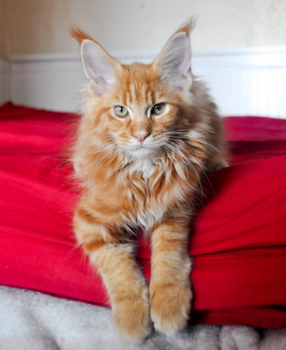 Коты Мейн куны котята