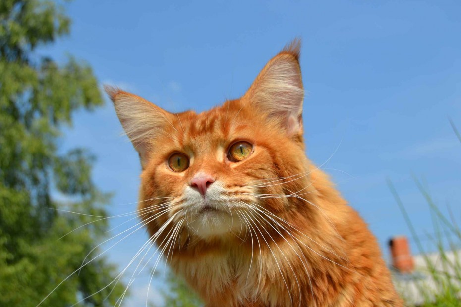 Королевский Мейн кун