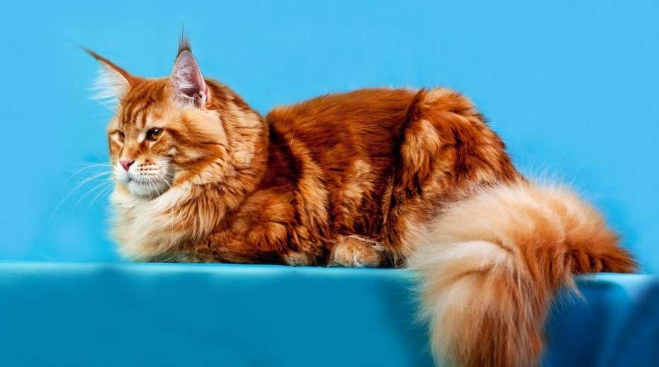 Мейнкун кот