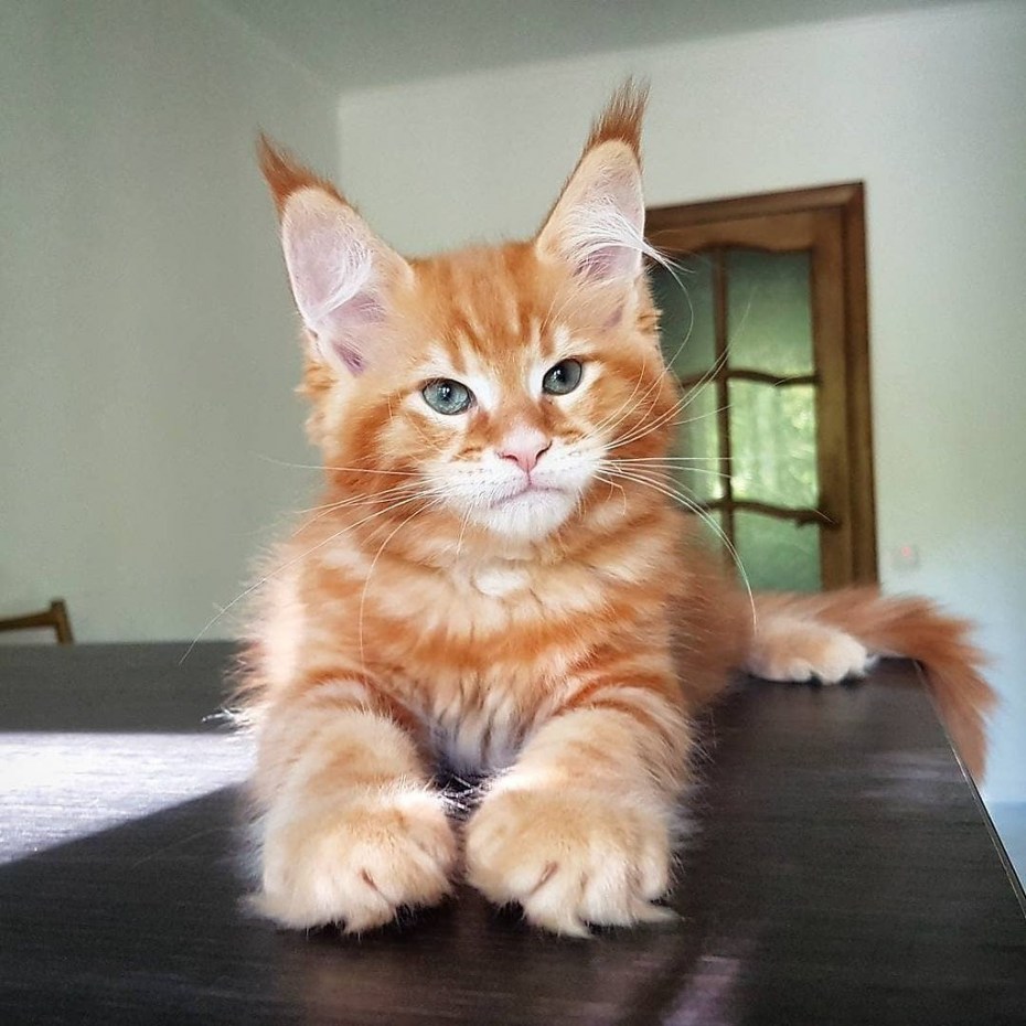 Вислоухий рыжий Мейн кун
