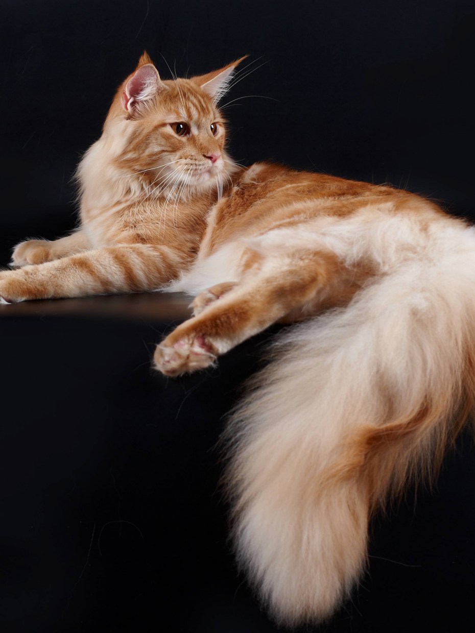 Котята Мейн кун