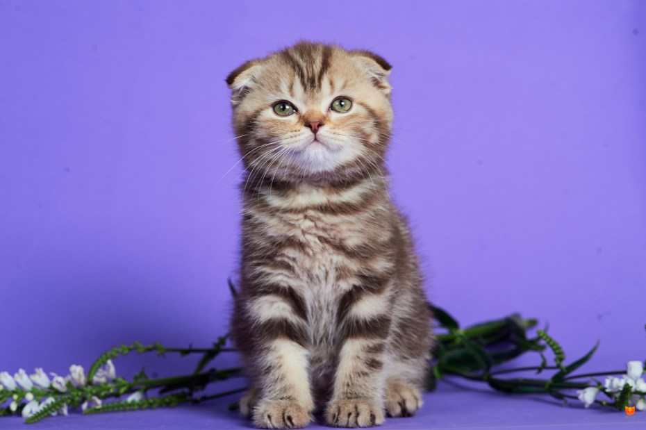 Шотландский кот вислоухий кареглазые
