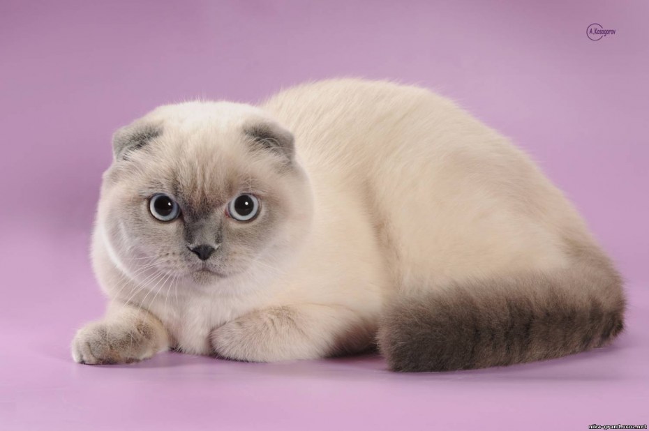 Скоттиш фолд лиловый
