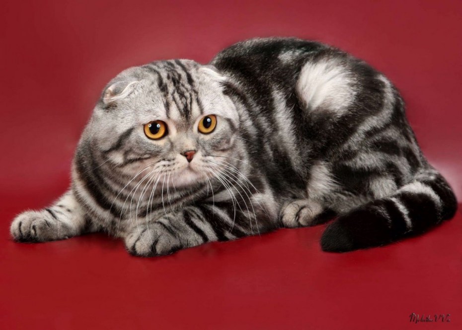 Шотландская вислоухая кошка мраморная