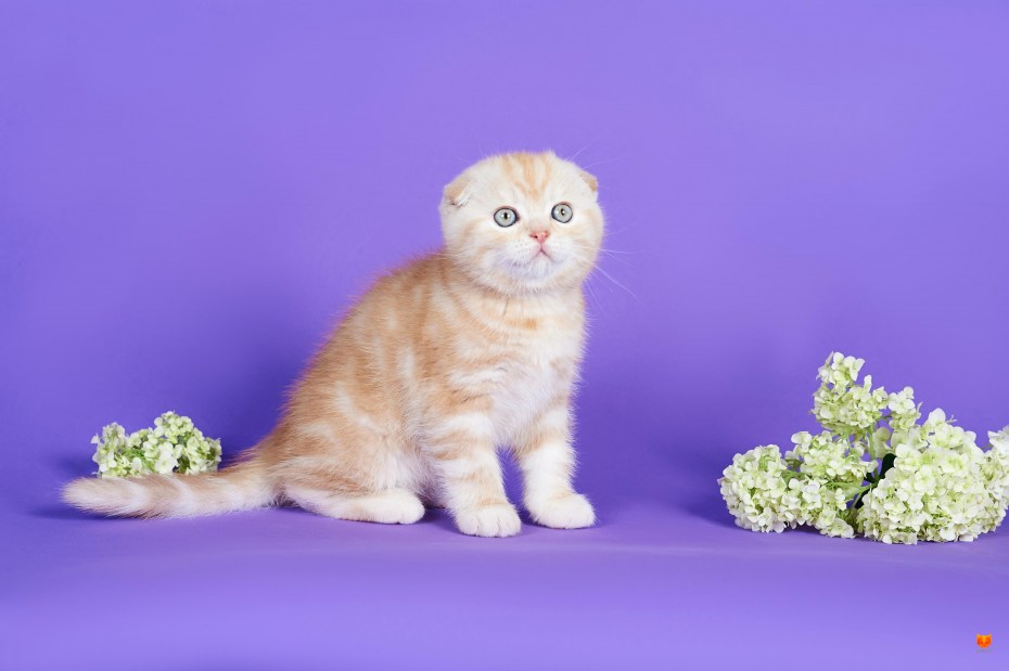 Шотландская вислоухая кошка мраморная