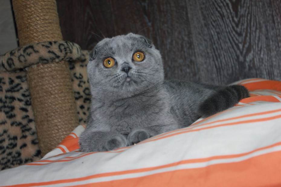 Шотландская вислоухая кошка мраморный табби