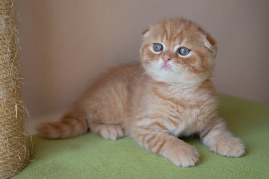 Шотландская вислоухая кошка мраморная