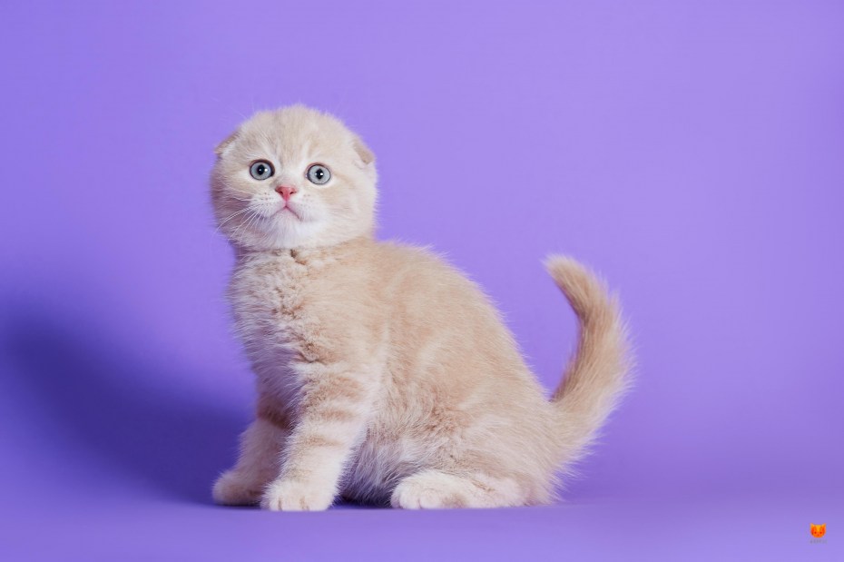 Шотландская вислоухая кошка биколор