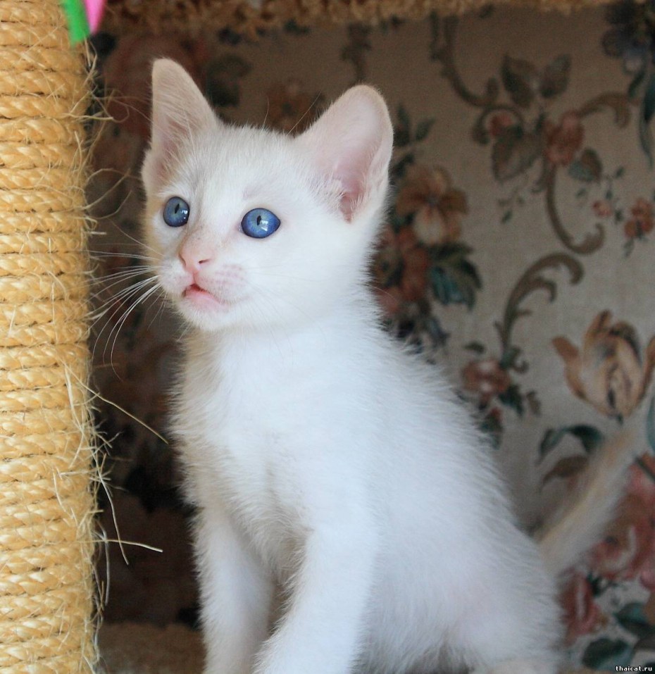 Чарли котик