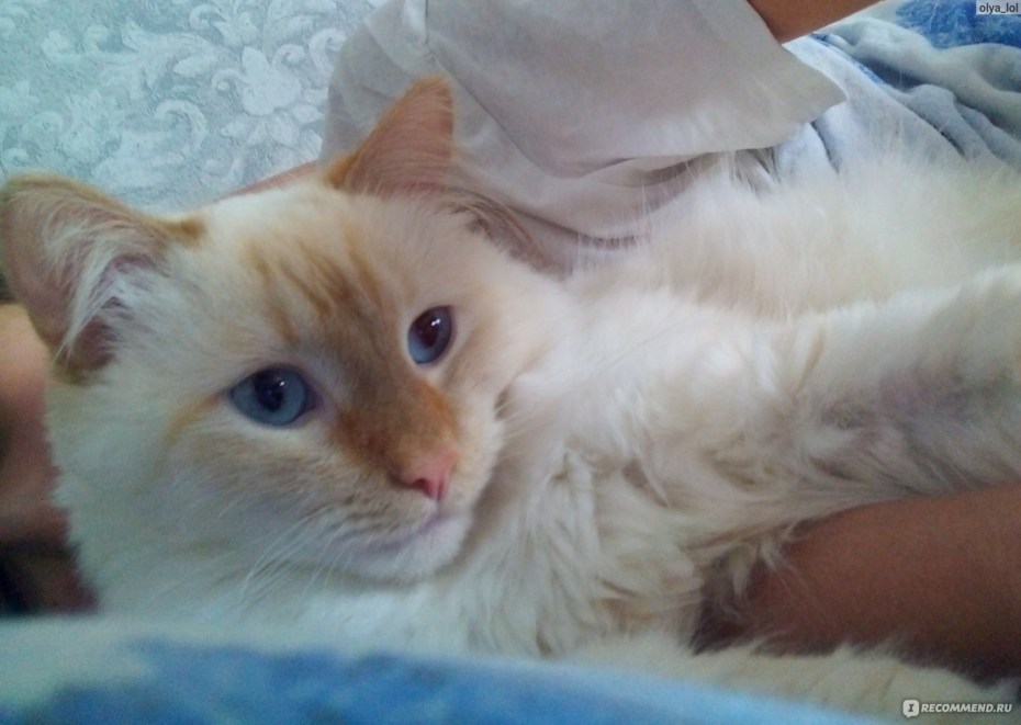 Red point коты