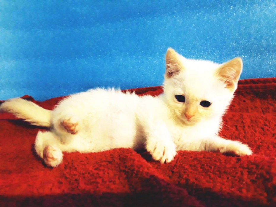 Рыжий сиамский кот
