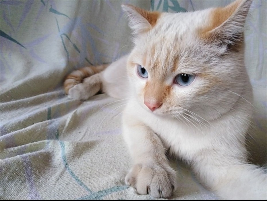 Орловская кошка ред-Пойнт кошка