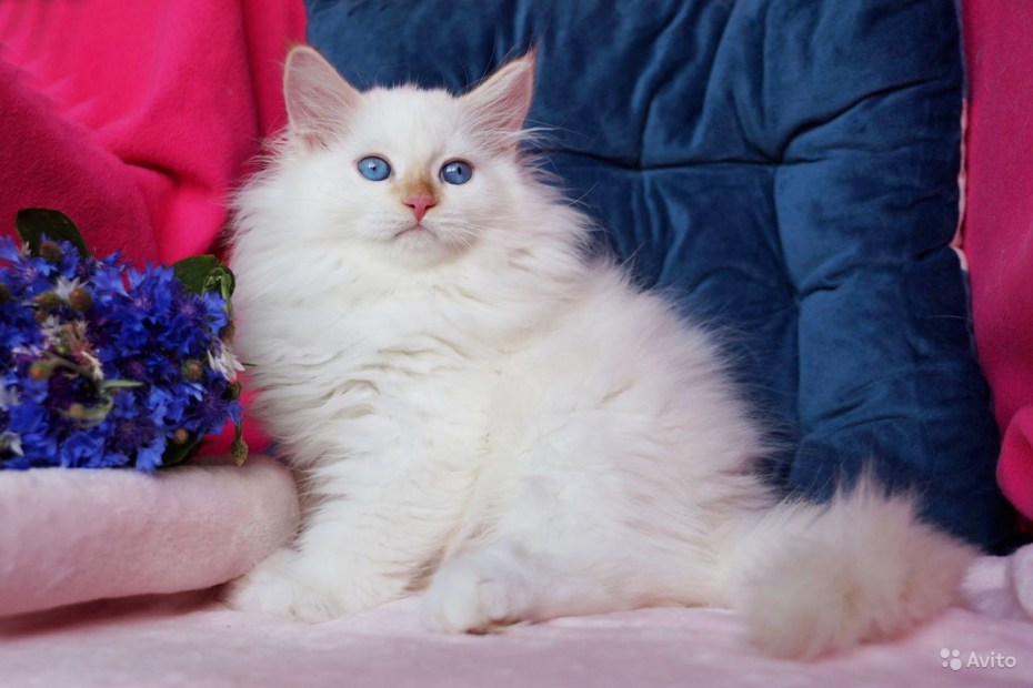 Тайские котята ред поинт котята