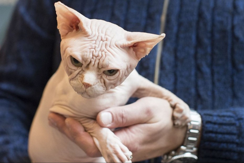 Сфинкс кот