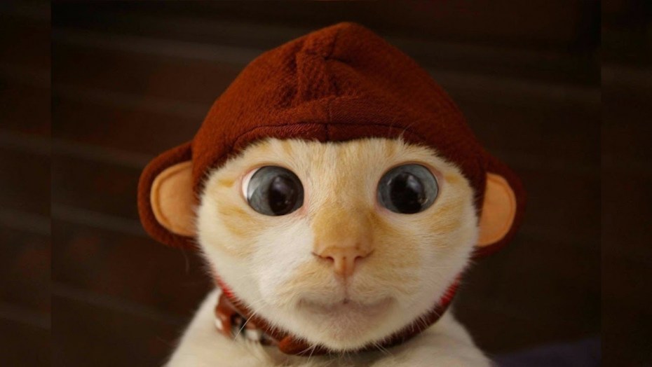 Кошка которая 24 размера