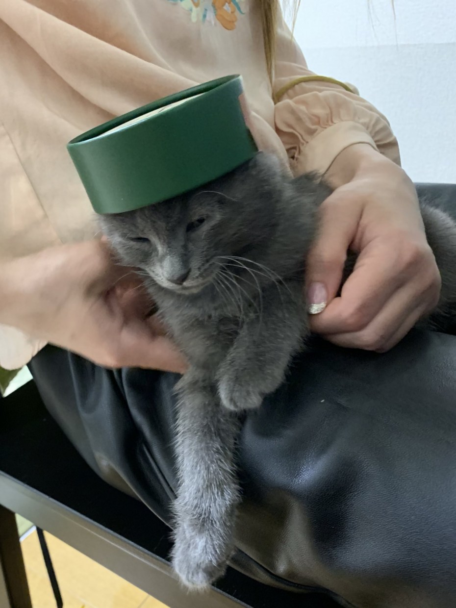 Кот в тюбетейке