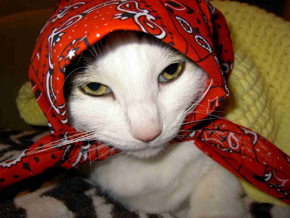 Вырубка котик