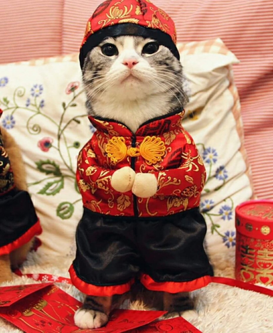Кот на заводе