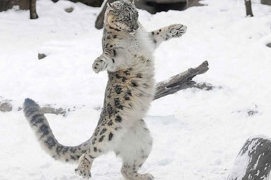 Кот чмок