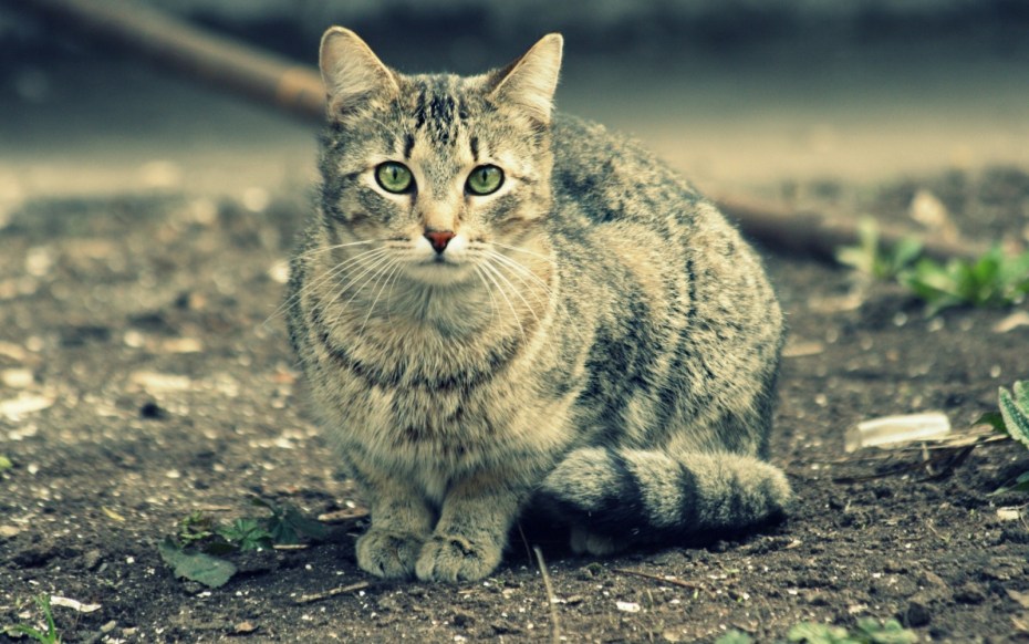 Казанские коты рисунки Оксана Заика