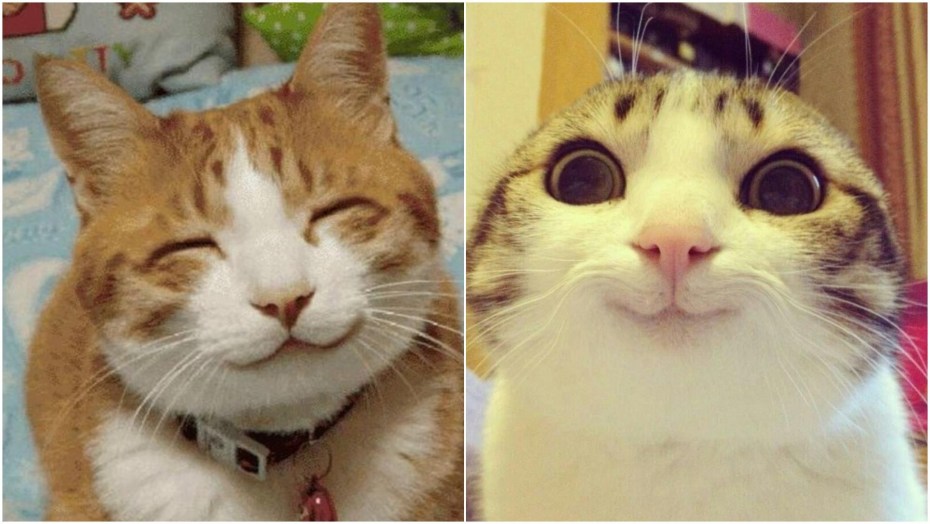 Умиление котик