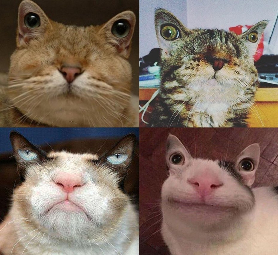 Кот Мем