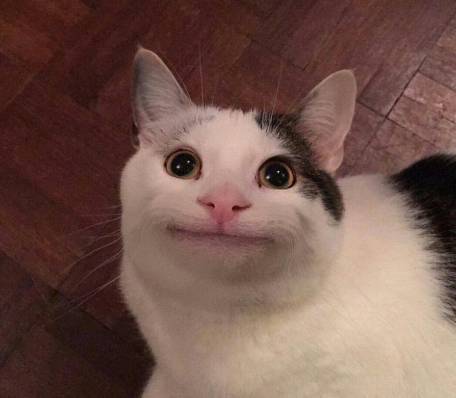 Кот Мем