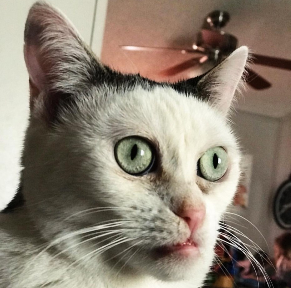 Котокролик Тоби