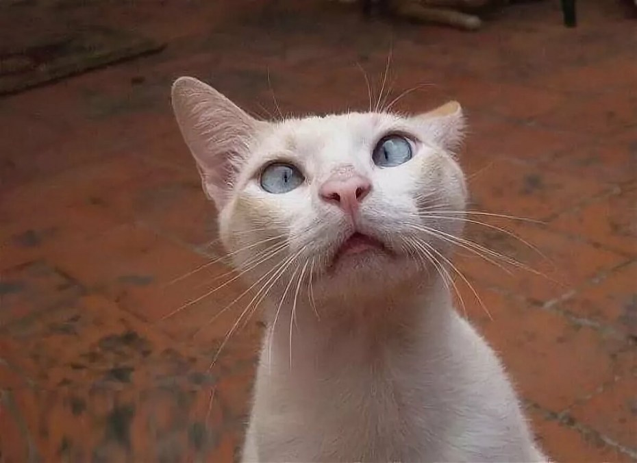 Мемы про кошек