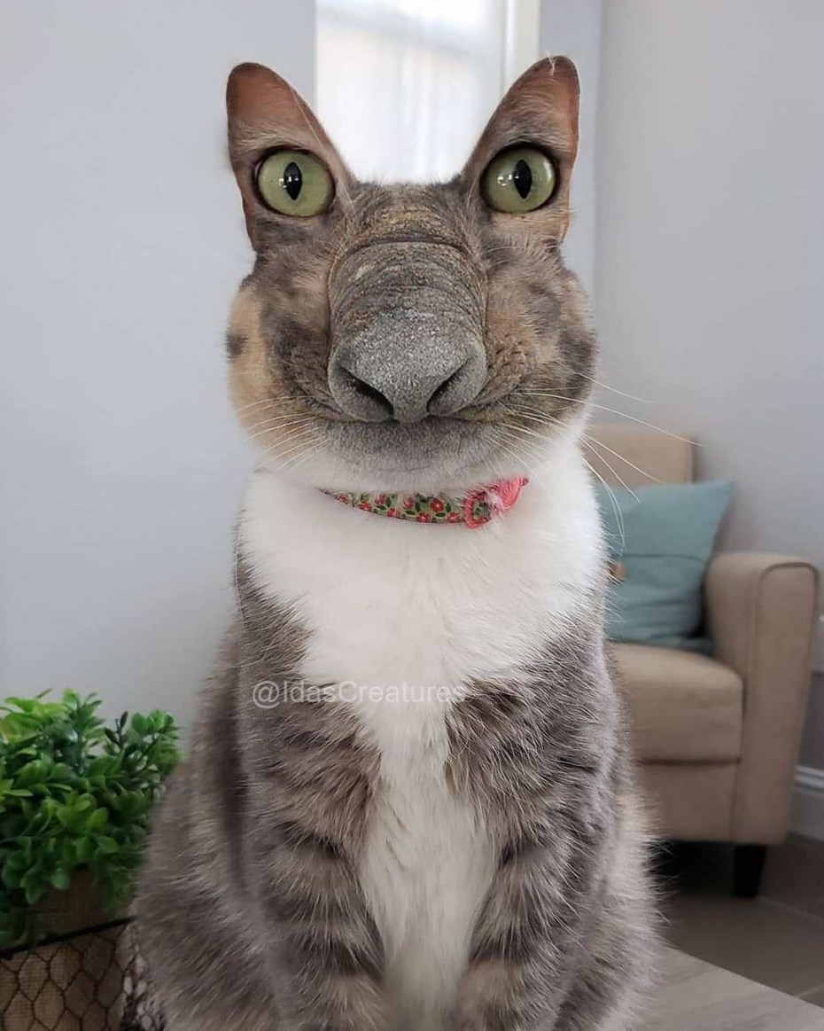Глупая кошка