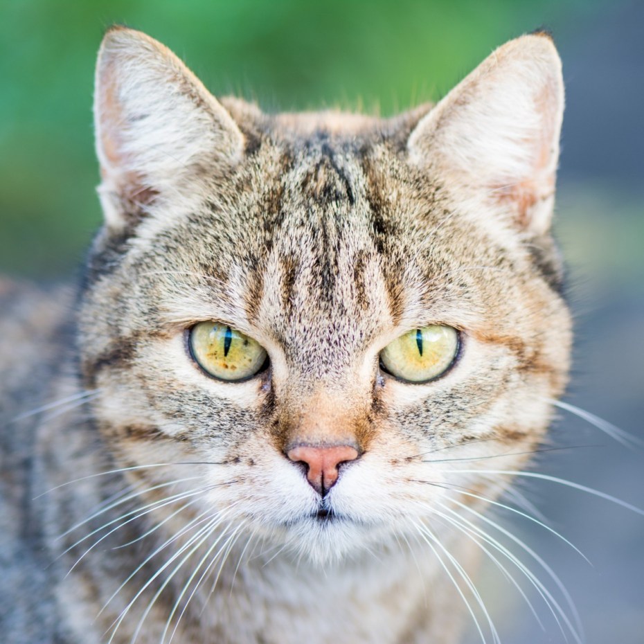 Лицо кота