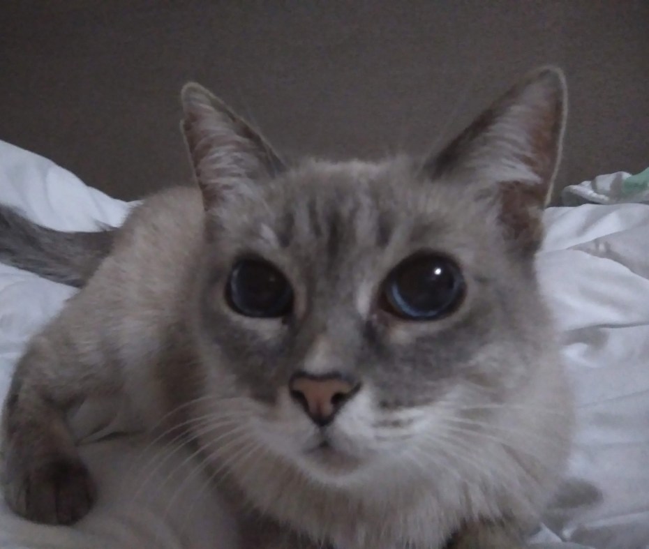 Тайская кошка косоглазие