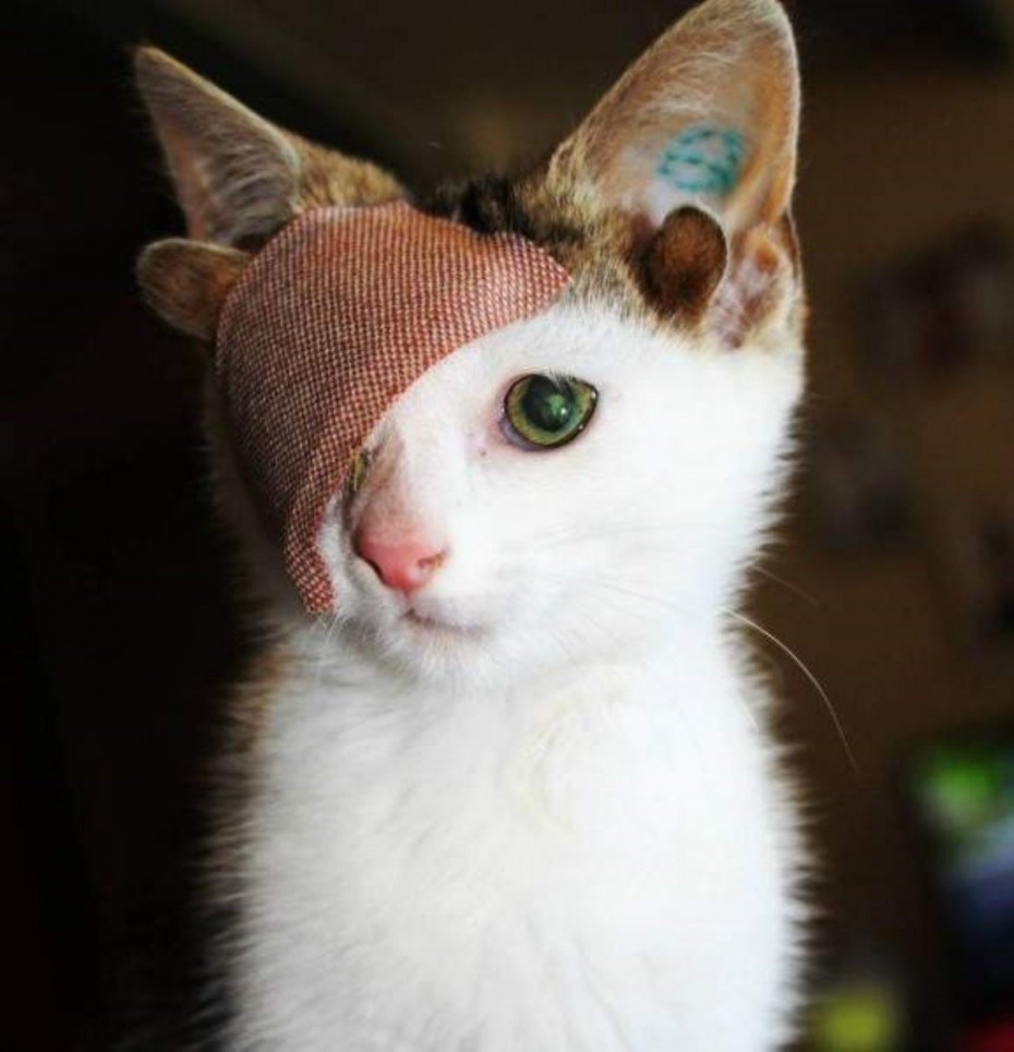 Кошки с необычными ушами